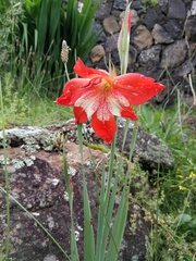 Gladiolus saundersii image