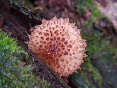 Cystolepiota