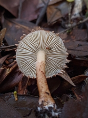 Cystolepiota