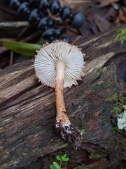 Cystolepiota