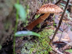 Cystolepiota