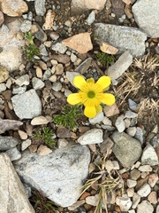 Ranunculus sericophyllus