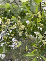 Terminalia oblongata