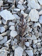 Comandra umbellata pallida
