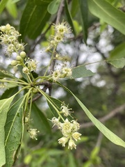 Terminalia oblongata