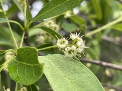 Terminalia oblongata