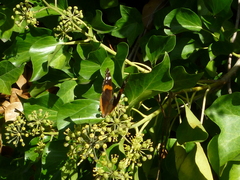 Hedera