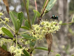 Terminalia oblongata