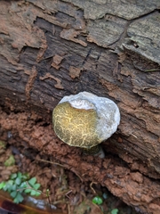 Austroboletus austrovirens
