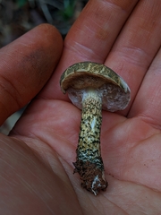 Austroboletus austrovirens
