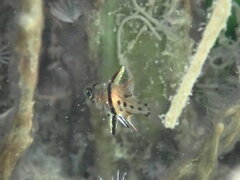 Sphaeramia orbicularis