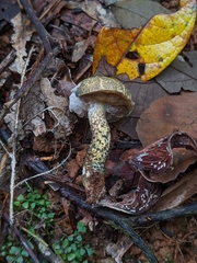 Austroboletus austrovirens