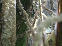 Sphaeramia orbicularis