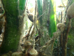 Sphaeramia orbicularis