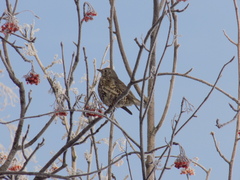 Turdus viscivorus