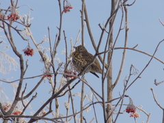 Turdus viscivorus