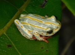 Hyperolius marmoratus taeniatus