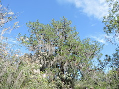 Pinus cembroides