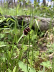 Juncus mertensianus
