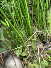Juncus mertensianus