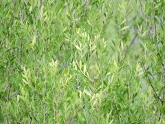Fraxinus greggii