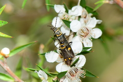 Chauliognathus fernshawensis