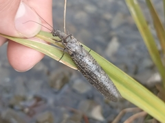 Archichauliodes diversus