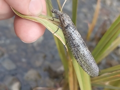 Archichauliodes diversus