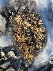 Astragalus tridactylicus