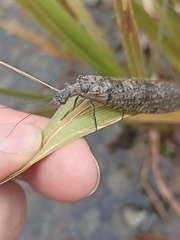 Archichauliodes diversus