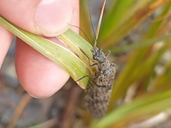Archichauliodes diversus