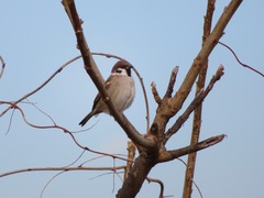 Passer montanus saturatus