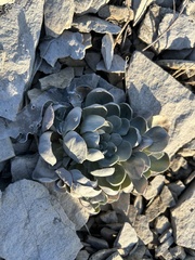 Physaria bellii