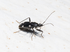 Noualhieria quadripunctata