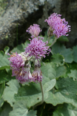 Adenostyles leucophylla