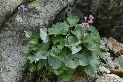 Adenostyles leucophylla