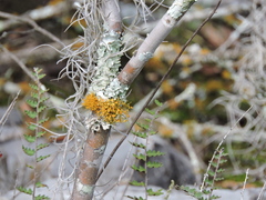 Teloschistes flavicans