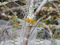 Teloschistes flavicans