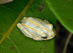 Hyperolius marmoratus taeniatus