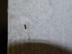 Myrmarachnini