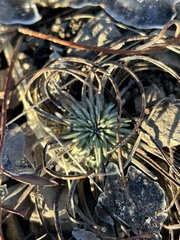 Ipomopsis spicata spicata