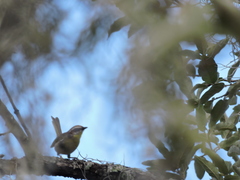 Basileuterus rufifrons