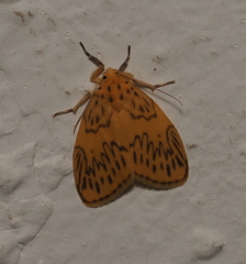 Miltochrista mesilaulinea