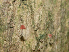 Marasmius haematocephalus