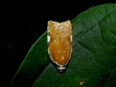 Acleris cervinana