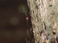 Marasmius haematocephalus