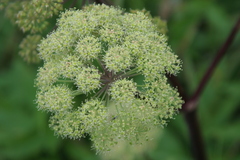 Angelica archangelica