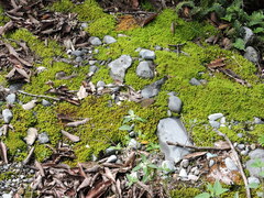 Pseudocrossidium crinitum