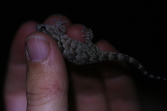 Chondrodactylus