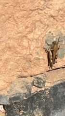 Acrididae